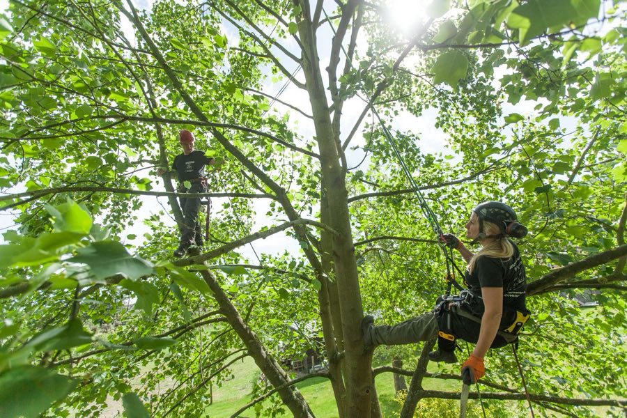 Twee boomverzorgers in de kruin van een tuinboom