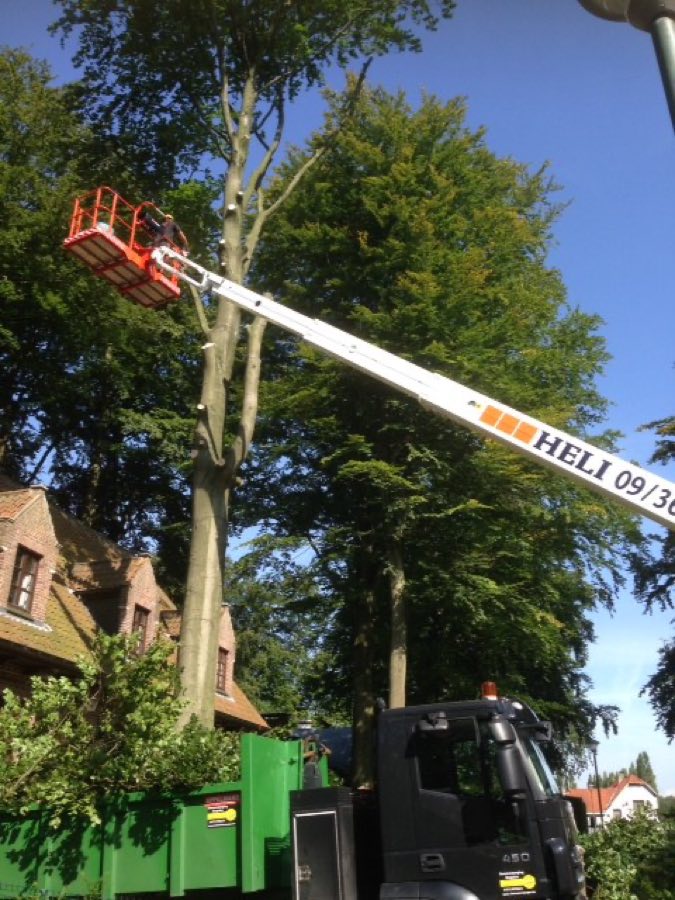Hoogtewerker naast een hoge beuk