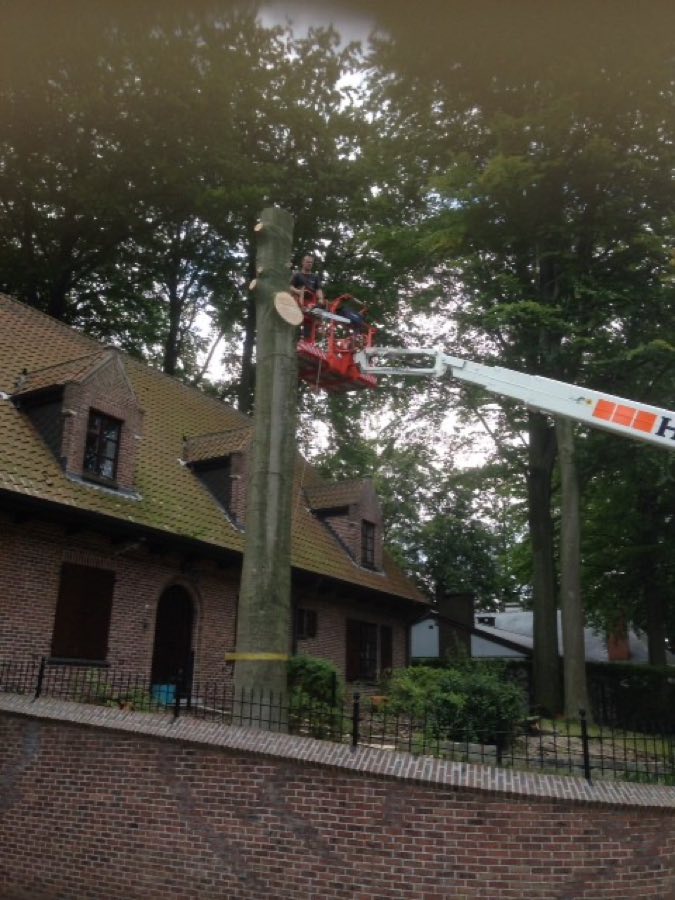 Hoogtewerker bij het vellen van een boom naast een woning