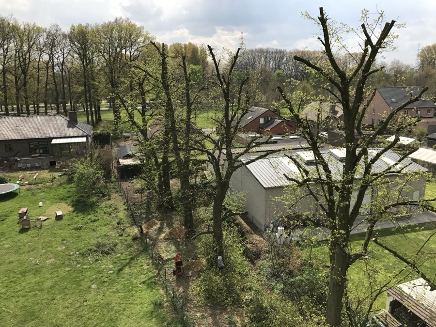 Bomen snoeien op een terrein