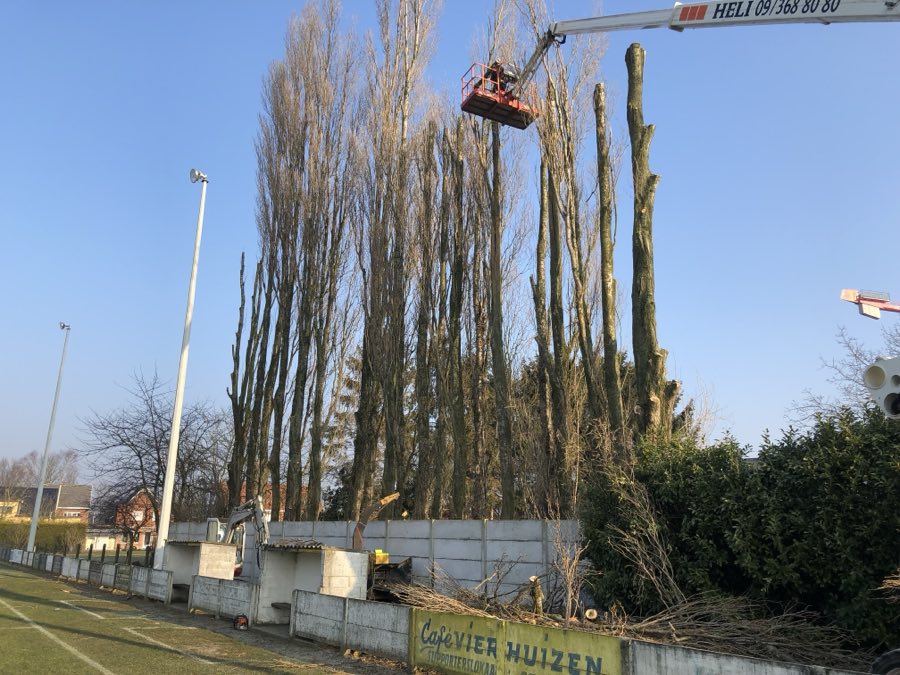 Hoogtewerker bij een rij hoge populieren