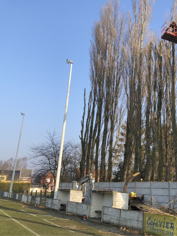 Snoeiwerk aan een rij bomen
