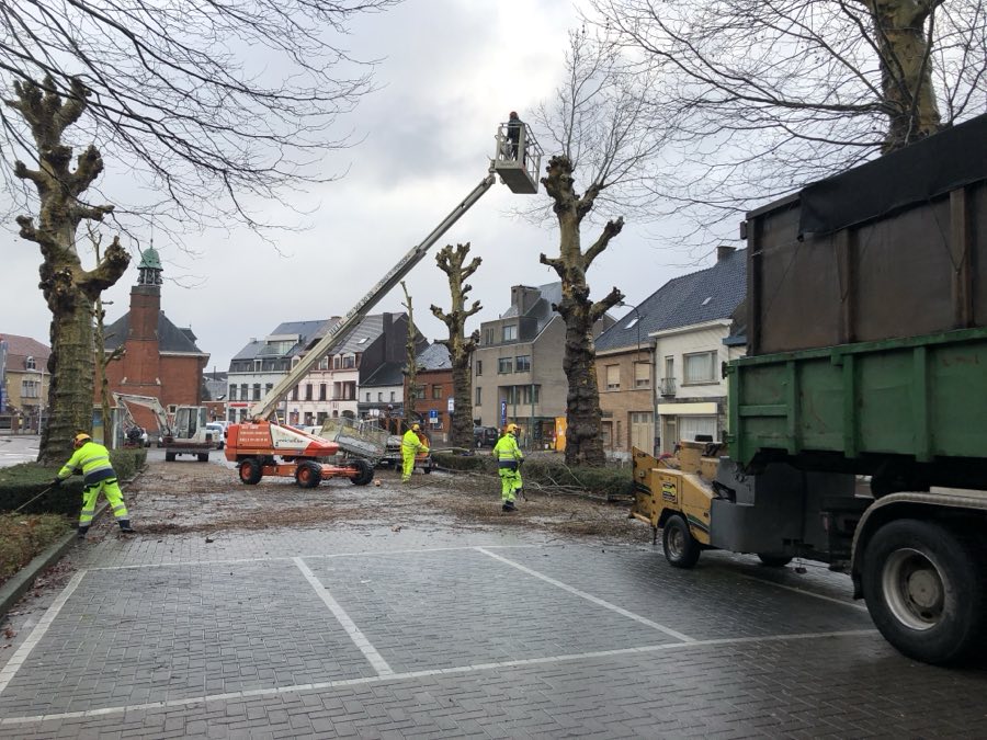 Knotbomen snoeien op een plein met een hoogtewerker