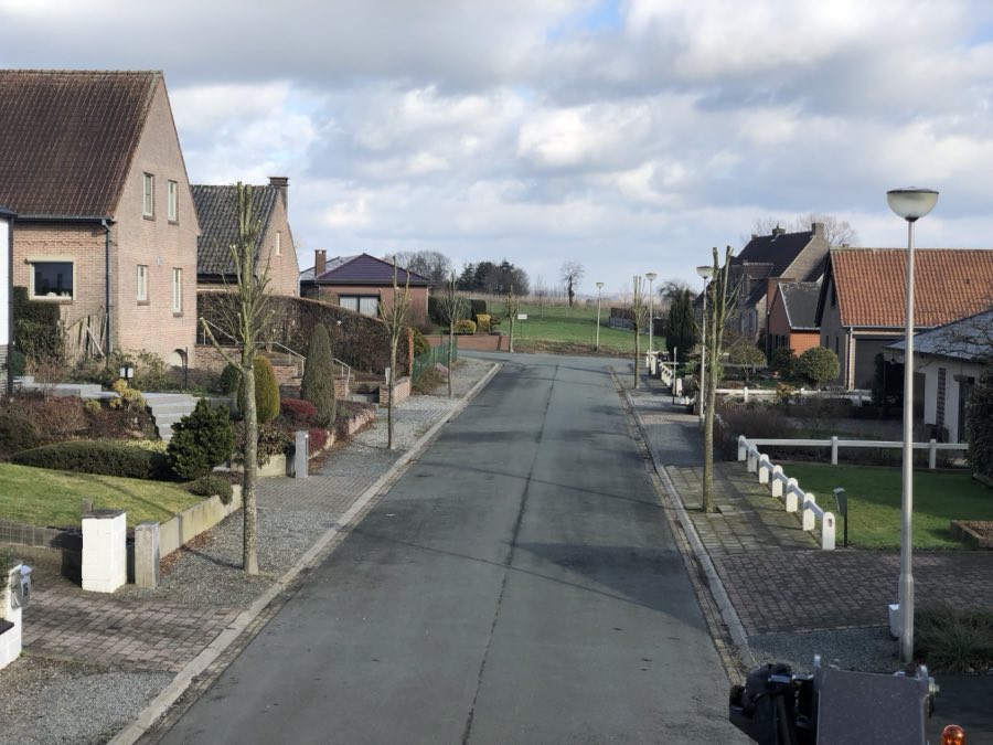 Laanbomen in een straat
