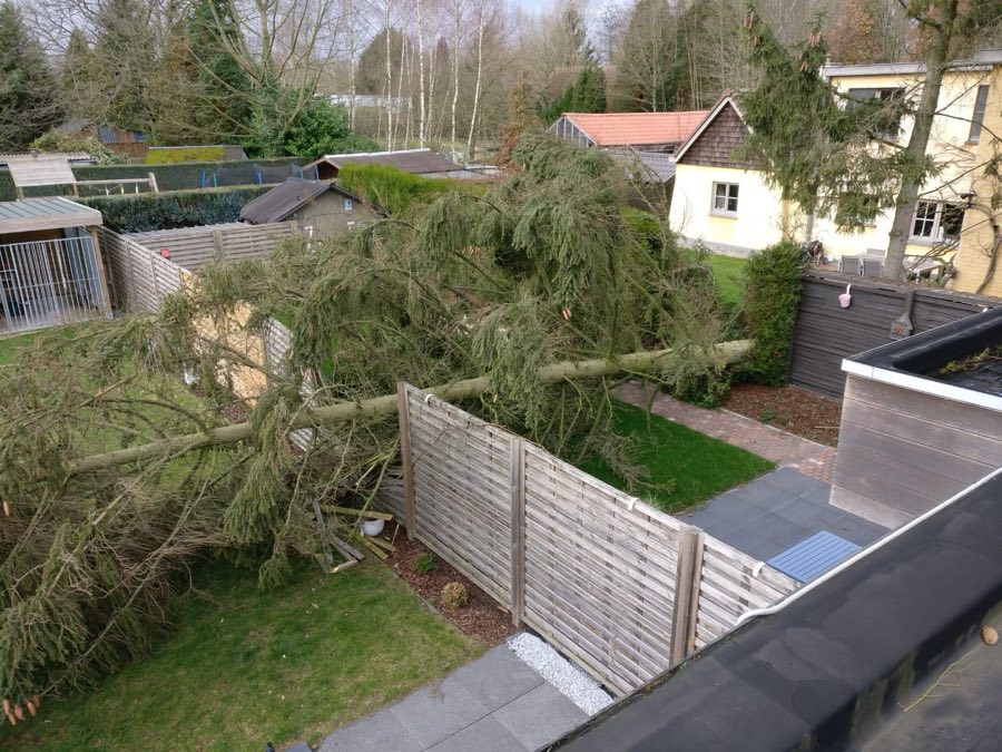 Boom met stormschade
