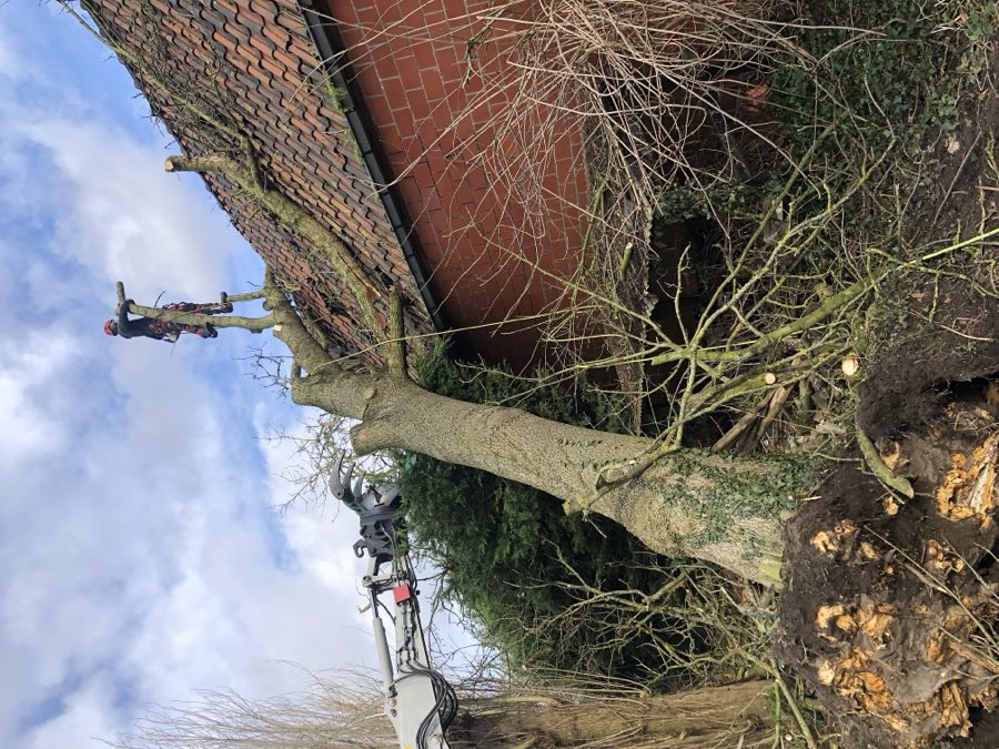 Boom die op het dak van een woning is gevallen
