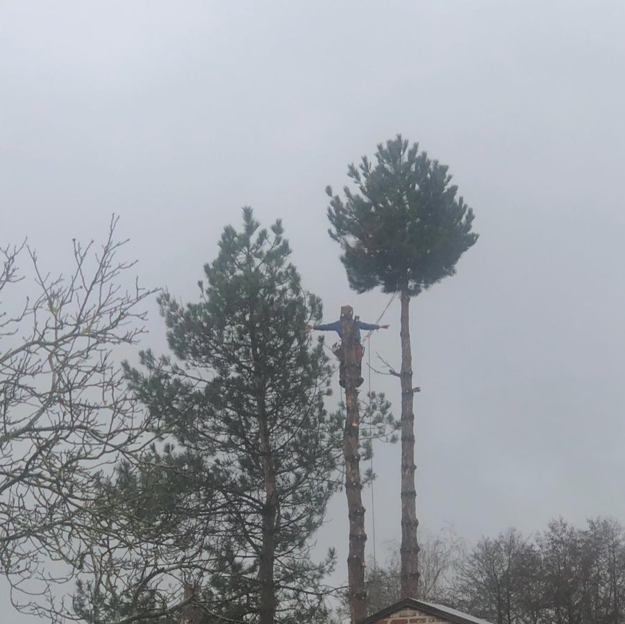 Boom vellen op een moeilijke plaats