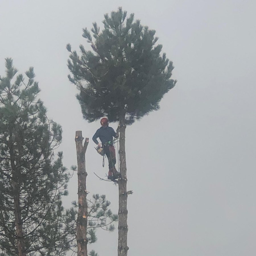 Bomen vellen