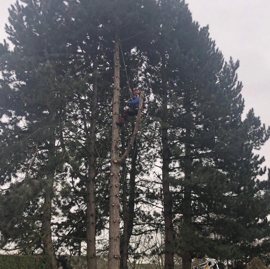Gevaarlijke boom vlak bij een woning