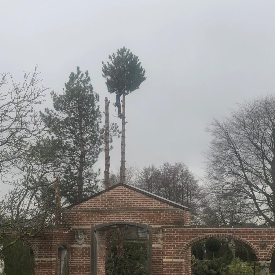 Vellen van bomen