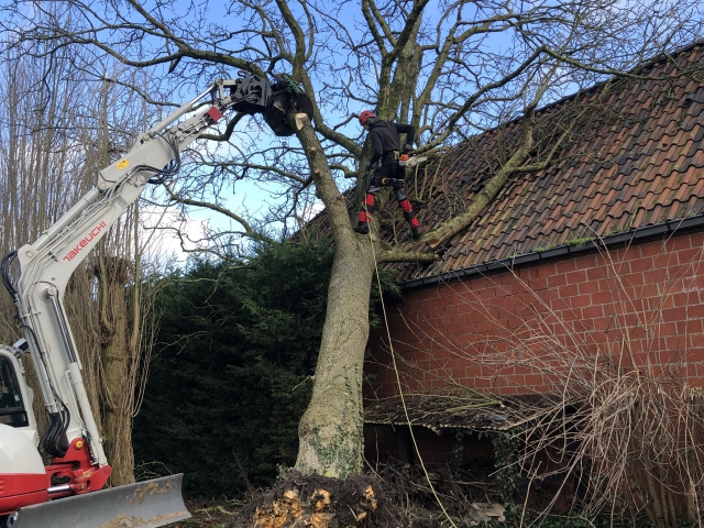 stormschade boom opruimen